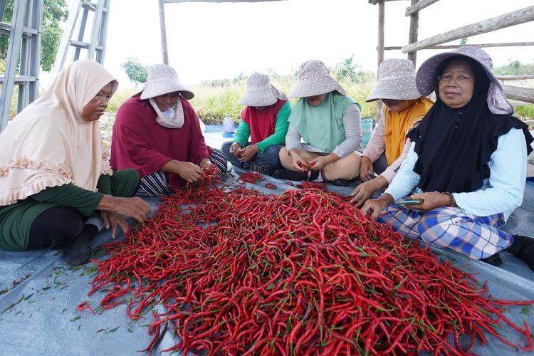 Menjelang perayaan Natal dan Tahun Baru, kebutuhan akan bahan pangan yang berkualitas dan mencukupi menjadi sangat penting. Di Bangka Tengah, salah satu komoditas yang mengalami lonjakan permintaan adalah cabai. Untuk memastikan ketersediaan pangan yang cukup, tujuh kelompok tani di daerah ini bersinergi dalam panen cabai yang tidak hanya memenuhi kebutuhan lokal namun juga membantu menjaga stabilitas harga di pasaran. Melalui kerjasama yang baik antara petani, pemerintah, dan masyarakat, diharapkan ketersediaan cabai dapat terjamin dan para petani mendapatkan hasil yang maksimal. Artikel ini akan membahas lebih dalam mengenai tujuh kelompok tani tersebut, tantangan yang dihadapi, serta kontribusi mereka dalam menjaga pangan selama perayaan akhir tahun. 1. Profil Tujuh Kelompok Tani di Bangka Tengah Di Bangka Tengah, terdapat tujuh kelompok tani yang berperan penting dalam produksi cabai. Mereka adalah Kelompok Tani Suka Makmur, Budi Tani, Tani Mandiri, Sumber Rezeki, Sejahtera Bersama, Cinta Alam, dan Harapan Baru. Masing-masing kelompok memiliki luas lahan dan jumlah anggota yang berbeda, namun semuanya memiliki satu tujuan yang sama: meningkatkan produksi cabai untuk memenuhi kebutuhan masyarakat. Kelompok Tani Suka Makmur, misalnya, telah beroperasi selama lebih dari 10 tahun dan dikenal dengan teknik budidaya organik yang ramah lingkungan. Mereka mengedepankan penggunaan pupuk alami dan pestisida nabati. Kelompok ini tidak hanya berfokus pada produksi, namun juga melakukan edukasi kepada petani lain tentang praktik pertanian berkelanjutan. Sementara itu, Kelompok Budi Tani lebih dikenal dengan inovasi teknologi pertanian yang diterapkannya. Mereka sering mengadopsi alat modern dan sistem irigasi yang efisien untuk meningkatkan hasil panen. Keberadaan kelompok ini menjadi contoh nyata bagi kelompok tani lain untuk melakukan hal serupa. Setiap kelompok tani di Bangka Tengah memiliki karakteristik yang unik, dan kolektifitas mereka menjadi kekuatan tersendiri dalam menghadapi tantangan pertanian di era modern. Dengan adanya kerjasama antar kelompok, petani dapat saling berbagi ilmu, pengalaman, dan teknologi untuk menciptakan hasil panen yang berkualitas. 2. Teknik Budidaya Cabai yang Efektif Budidaya cabai yang dilakukan oleh tujuh kelompok tani di Bangka Tengah melibatkan berbagai teknik yang telah dikembangkan dan disesuaikan dengan kondisi lokal. Salah satu teknik yang banyak digunakan adalah penanaman dalam polybag, yang memungkinkan petani untuk memaksimalkan penggunaan lahan dan menjaga kualitas tanah. Selain itu, penggunaan pupuk organik menjadi pilihan utama untuk menjaga kesuburan tanah. Proses pembibitan cabai juga menjadi fokus utama. Sebelum ditanam, bibit cabai dirawat dengan baik hingga siap untuk dipindahkan ke lahan. Pemilihan bibit unggul yang memiliki ketahanan terhadap penyakit juga menjadi salah satu strategi yang diterapkan. Hal ini bertujuan untuk memastikan bahwa setiap tanaman memiliki potensi maksimal untuk berproduksi. Pengendalian hama dan penyakit juga tak kalah penting dalam budidaya cabai. Para petani seringkali menggunakan metode pengendalian terpadu yang meminimalkan penggunaan pestisida kimia. Mereka lebih memilih menggunakan metode alami seperti pemanfaatan predator alami untuk mengurangi populasi hama. Dengan menerapkan teknik budidaya yang efektif, kelompok tani di Bangka Tengah mampu menghasilkan cabai berkualitas tinggi yang tidak hanya memenuhi kebutuhan lokal tetapi juga bisa dijual ke pasar yang lebih luas. Kualitas cabai yang baik tentunya akan berpengaruh pada harga jual di pasaran, sehingga memberi keuntungan lebih bagi petani. 3. Tantangan yang Dihadapi oleh Kelompok Tani Meskipun keberhasilan dalam panen cabai dapat diraih, namun kelompok tani di Bangka Tengah tidak lepas dari berbagai tantangan. Salah satu tantangan utama adalah perubahan iklim yang berdampak pada pola curah hujan dan suhu yang tidak menentu. Hal ini dapat mempengaruhi pertumbuhan tanaman cabai dan hasil panen yang diharapkan. Selain itu, masalah pemasaran juga menjadi tantangan tersendiri. Meskipun produksi cabai meningkat, para petani seringkali dihadapkan pada kesulitan dalam menjual produk mereka dengan harga yang layak. Persaingan yang ketat di pasar lokal seringkali menyebabkan harga cabai menjadi fluktuatif, yang berdampak pada pendapatan petani. Ketidakpastian harga ini dapat menimbulkan keraguan di kalangan petani untuk terus menanam cabai. Oleh karena itu, penting bagi pemerintah dan lembaga terkait untuk memberikan dukungan berupa akses pasar, pelatihan, dan informasi harga yang transparan agar petani bisa lebih berdaya saing. Tantangan lain yang dihadapi adalah keterbatasan sumber daya. Meskipun kelompok tani telah berusaha untuk mengadopsi teknologi baru, namun tidak semua petani memiliki akses yang sama terhadap alat dan bahan pertanian modern. Hal ini membuat kesenjangan dalam produktivitas antar kelompok tani. 4. Kontribusi Kelompok Tani terhadap Ketersediaan Pangan Di tengah berbagai tantangan yang dihadapi, kontribusi tujuh kelompok tani di Bangka Tengah terhadap ketersediaan pangan selama periode Natal dan Tahun Baru sangat signifikan. Dengan menghasilkan cabai dalam jumlah yang cukup banyak, mereka tidak hanya memenuhi permintaan lokal tetapi juga berperan dalam menjaga stabilitas harga. Kelompok-kelompok tani ini juga aktif dalam melakukan kerja sama dengan pemerintah setempat dan dinas pertanian untuk menyelenggarakan program-program peningkatan kapasitas. Pelatihan dan workshop yang diadakan membantu petani untuk memahami lebih dalam tentang teknik budidaya yang baik, pengendalian hama, serta cara mengakses pasar secara efisien. Melalui kontribusi mereka, kelompok tani ini berperan penting dalam menjaga ketahanan pangan. Selain menjamin ketersediaan cabai, keberadaan mereka juga membantu menciptakan lapangan kerja bagi masyarakat lokal. Petani yang sukses dapat memperluas usaha mereka, yang pada gilirannya akan meningkatkan perekonomian daerah. Dengan keberhasilan panen cabai yang dilakukan oleh tujuh kelompok tani ini, diharapkan dapat menjadi contoh bagi daerah lain. Sinergi antara petani, pemerintah, dan masyarakat sangat penting dalam menjaga pangan dan mencapai ketahanan pangan yang berkelanjutan.