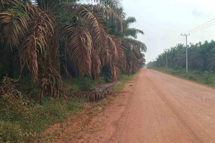 Rekening Perusahaan Diblokir, 600 Pekerja Sawit di Bangka Tengah Terancam PHK