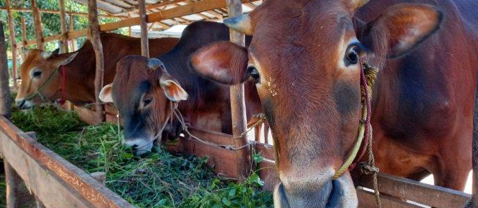 Penyakit LSD (Lumpy Skin Disease) merupakan salah satu penyakit menular yang menyerang sapi dan ternak lainnya, yang telah menjadi ancaman serius bagi para peternak di Indonesia. Di Bangka Tengah, kasus terbaru melibatkan 25 ekor sapi yang terjangkit penyakit ini, menunjukkan bahwa penularan dapat terjadi dengan cepat dan memerlukan waktu penyembuhan yang panjang. Artikel ini akan membahas lebih dalam mengenai penyakit LSD, penyebabnya, cara penularan, dampak terhadap peternakan, dan langkah-langkah pencegahan yang dapat diambil. 1. Apa Itu Penyakit LSD? Penyakit LSD adalah infeksi virus yang disebabkan oleh virus Lumpy Skin Disease, yang termasuk dalam kelompok virus Capripox. Penyakit ini ditandai dengan munculnya benjolan atau nodul di kulit sapi, serta gejala lain seperti demam, pembengkakan, dan perubahan perilaku. Penyakit ini dapat menurunkan produktivitas ternak, mengganggu kesehatan, dan berpotensi menyebabkan kematian. Penyebaran penyakit ini dapat terjadi melalui vektor seperti serangga penghisap darah (misalnya, lalat dan nyamuk) serta melalui kontak langsung antar hewan. Walaupun LSD tidak dapat menular ke manusia, dampaknya terhadap industri peternakan sangat besar, terutama dalam hal kerugian ekonomi yang ditimbulkan. Gejala yang muncul pada sapi yang terjangkit LSD dapat bervariasi. Beberapa sapi mungkin menunjukkan gejala yang lebih ringan, sementara yang lain dapat mengalami komplikasi yang serius. Selain benjolan di kulit, sapi yang terjangkit juga dapat mengalami kesulitan bernapas, kehilangan nafsu makan, dan penurunan berat badan yang signifikan. Penyakit ini pertama kali terdeteksi di Afrika, dan seiring waktu telah menyebar ke berbagai belahan dunia termasuk Asia. Di Indonesia, peningkatan kasus LSD telah menjadi perhatian khusus bagi dinas peternakan dan kesehatan hewan, terutama di daerah dengan aktivitas peternakan yang tinggi. 2. Penularan Penyakit LSD Penyakit LSD sangat menular dan dapat menyebar dengan cepat antar hewan. Terdapat beberapa cara penularan yang perlu diketahui oleh para peternak untuk mencegah penyebaran lebih lanjut. Salah satu cara utama penularannya adalah melalui serangga penghisap darah yang dapat berpindah dari hewan yang terinfeksi ke hewan yang sehat. Selain itu, penyebaran juga dapat terjadi melalui kontak langsung antar hewan. Penyebaran melalui serangga menjadi tantangan tersendiri, terutama di daerah tropis seperti Bangka Tengah yang memiliki populasi serangga yang tinggi. Selain itu, penyebaran juga dapat terjadi melalui alat-alat peternakan yang tidak steril, seperti peralatan makan, minum, dan perawatan hewan. Oleh karena itu, menjaga kebersihan lingkungan dan peralatan sangat penting dalam mencegah penularan penyakit ini. Salah satu faktor yang mempengaruhi penularan LSD adalah kepadatan populasi ternak. Di daerah yang memiliki populasi ternak yang padat, seperti peternakan secara intensif, risiko penularan jelas lebih tinggi. Dalam situasi seperti ini, jika satu ekor sapi terinfeksi, kemungkinan besar hewan-hewan lain di sekitarnya juga akan terjangkit. Penting untuk menyadari bahwa meskipun penyakit ini tidak menular ke manusia, dampaknya terhadap kesehatan hewan dan ekonomi peternakan sangat signifikan. Peternak harus siap menghadapi kemungkinan wabah dengan cara memantau kesehatan ternak secara berkala dan melaporkan setiap gejala yang mencurigakan kepada dinas kesehatan hewan setempat. 3. Dampak Penyakit LSD Terhadap Peternakan Dampak penyakit LSD terhadap peternakan sangat signifikan. Selain menyebabkan kerugian secara finansial, penyakit ini juga dapat memengaruhi produktivitas sapi yang terjangkit. Sapi yang terinfeksi dapat mengalami penurunan berat badan yang drastis, penurunan produksi susu, dan bahkan kematian jika tidak ditangani dengan baik. Kerugian ekonomi yang ditimbulkan oleh LSD tidak hanya terbatas pada peternakan yang langsung terjangkit. Penyebaran penyakit ini dapat menyebabkan gangguan pada sistem distribusi produk hewan di seluruh wilayah. Hal ini dapat mengakibatkan kenaikan harga daging dan produk hewani lainnya, serta mengganggu pasokan bagi konsumen. Selain itu, peternak yang mengalami wabah LSD juga harus mengeluarkan biaya tambahan untuk pengobatan dan perawatan hewan yang terjangkit. Dalam banyak kasus, waktu penyembuhan yang lama menambah beban finansial. Sapi yang terinfeksi mungkin memerlukan perawatan intensif dan pemantauan yang lebih ketat, sehingga menguras sumber daya dan waktu peternak. Dampak sosial juga tidak kalah pentingnya. Wabah penyakit ini dapat menimbulkan kecemasan di kalangan peternak dan masyarakat umum. Mereka mungkin khawatir akan keselamatan ternak mereka, serta potensi kerugian ekonomi yang dihadapi. Oleh karena itu, penting bagi pemerintah dan lembaga terkait untuk memberikan informasi dan dukungan kepada peternak agar mereka dapat mengambil langkah-langkah pencegahan yang tepat. 4. Langkah-Langkah Pencegahan dan Pengobatan Untuk mencegah penyebaran penyakit LSD, peternak perlu mengambil langkah-langkah yang proaktif. Salah satu langkah yang paling penting adalah melakukan vaksinasi terhadap sapi. Vaksinasi dapat membantu meningkatkan kekebalan tubuh hewan dan mencegah terjadinya infeksi. Dinas kesehatan hewan setempat biasanya menyediakan vaksinasi secara gratis atau dengan biaya yang terjangkau. Selain vaksinasi, menjaga kebersihan lingkungan dan peralatan juga sangat penting. Membersihkan kandang secara rutin, serta memastikan bahwa alat-alat peternakan dalam keadaan steril dapat membantu mengurangi risiko penularan. Penggunaan insektisida untuk mengendalikan populasi serangga juga sangat dianjurkan. Monitoring kesehatan ternak secara berkala juga menjadi langkah penting. Peternak perlu mengamati setiap tanda-tanda penyakit dan melaporkan kepada dinas kesehatan hewan jika ada gejala yang mencurigakan. Langkah ini dapat membantu meminimalkan penyebaran penyakit di awal terjadinya wabah. Dalam hal pengobatan, sapi yang terinfeksi LSD mungkin memerlukan perawatan medis yang intensif. Pemberian obat anti-inflamasi dan antibiotik dapat membantu mengurangi gejala dan mempercepat proses penyembuhan. Namun, peternak harus tetap konsultasi dengan dokter hewan untuk menentukan langkah pengobatan yang paling efektif.